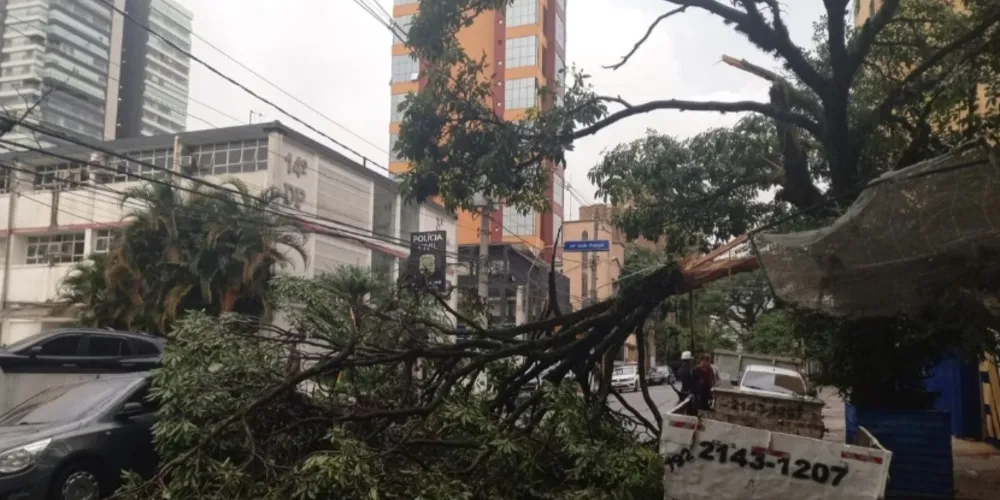 São Paulo registrou várias quedas de árvore durante a forte chuva