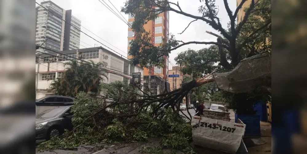 São Paulo registrou várias quedas de árvore durante a forte chuva