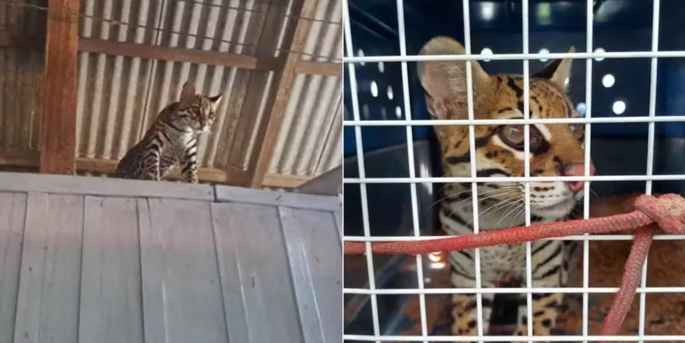 Durante a vistoria, a jaguatirica foi encontrada em cima de um guarda-roupa em um quarto da residência