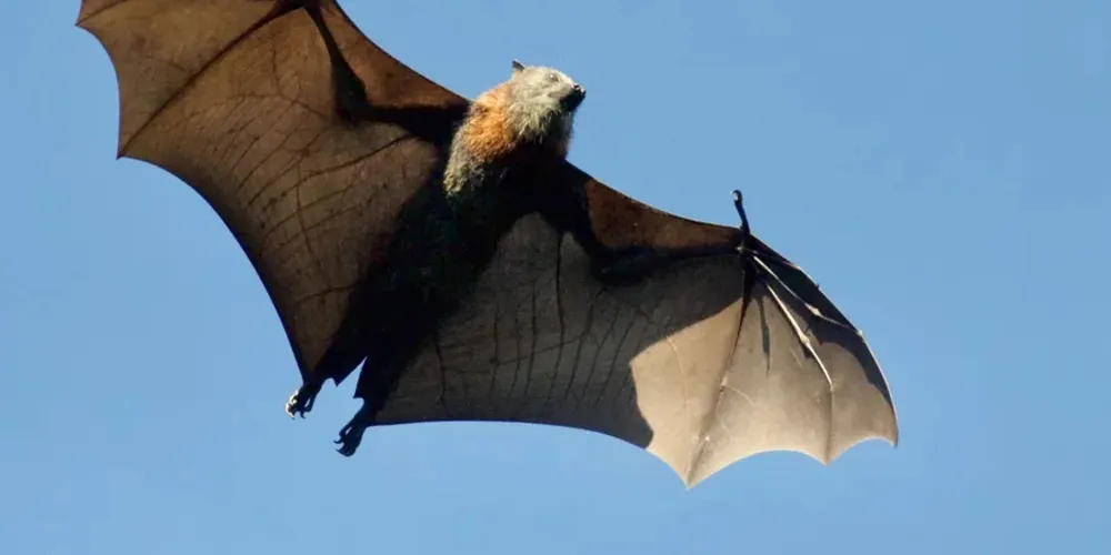 Vírus foi encontrado em morcegos