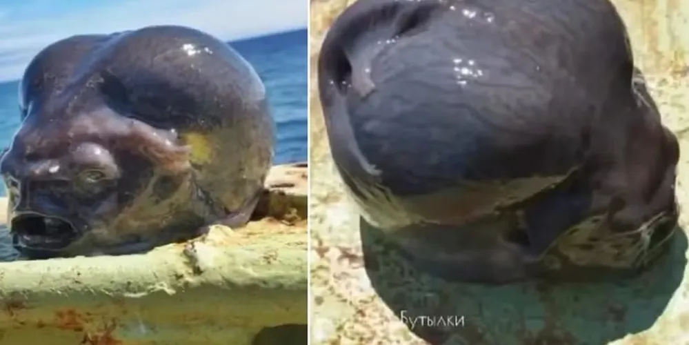 A espécie é cinza e de aparência bulbosa