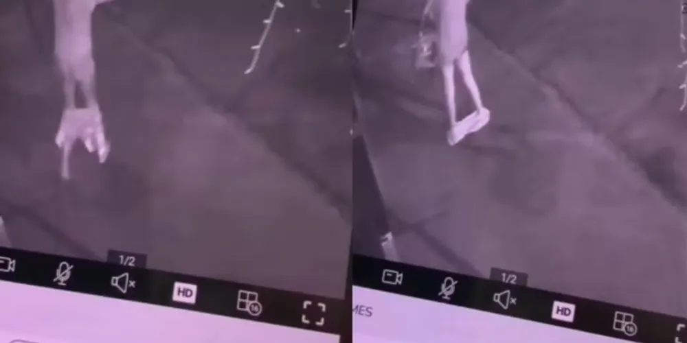 A filha da empresária achou a cena cômica e sugeriu que a mãe compartilhasse o vídeo nas redes