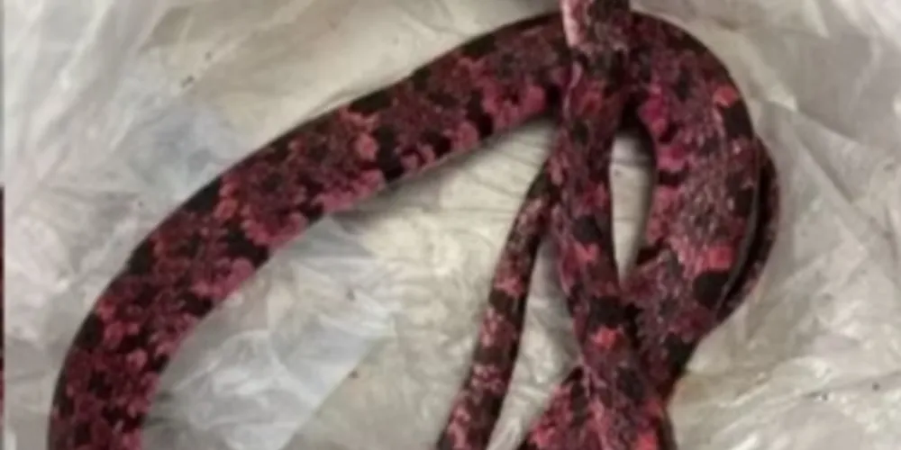 Imagens registradas no local mostram que o réptil estava com a cabeça cortada