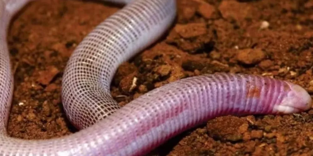 Curiosamente, o animal não é uma cobra e nem tem duas cabeças