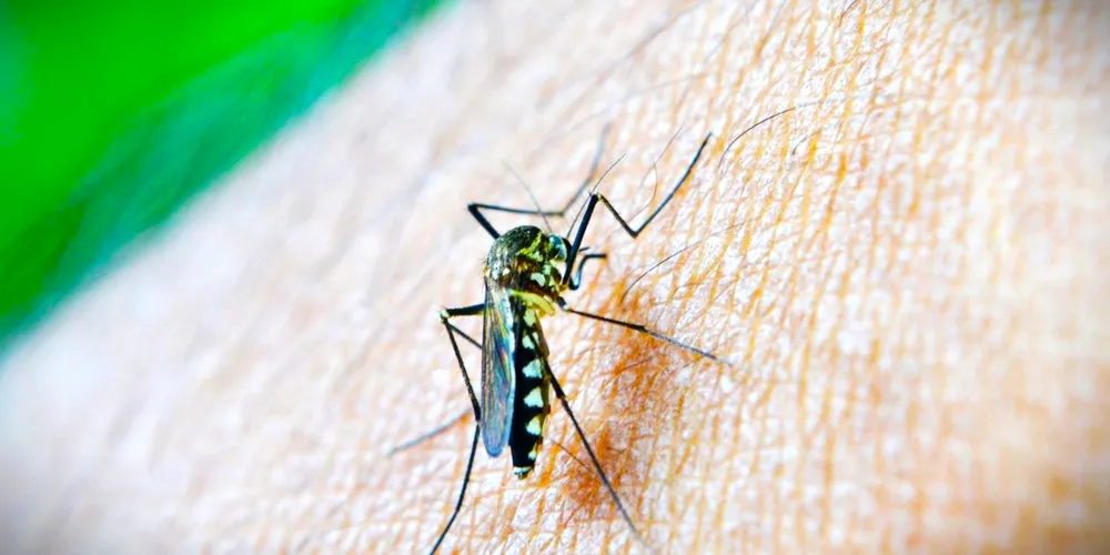 Mosquito Aedes aegypti é transmissor da dengue