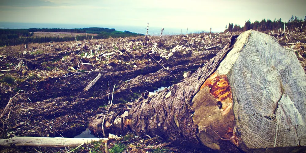 Desmatamento ilegal começou em 2013