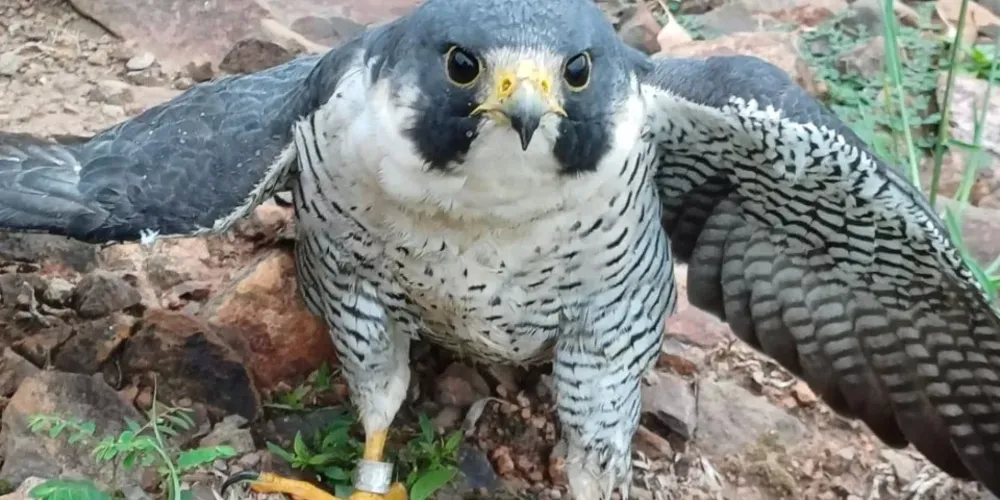 Falcão foi anilhado ainda filhote, em Ocean City, no estado de Maryland