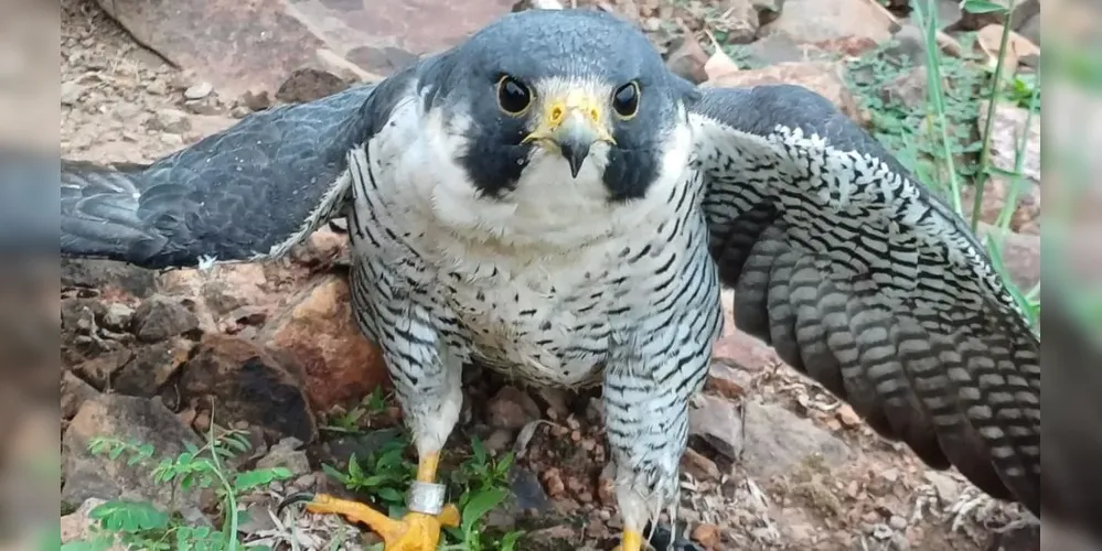 Falcão foi anilhado ainda filhote, em Ocean City, no estado de Maryland