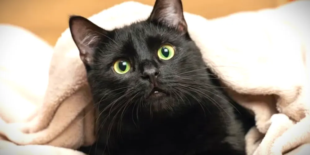 Animal não resistiu aos ferimentos e morreu no local da ocorrência