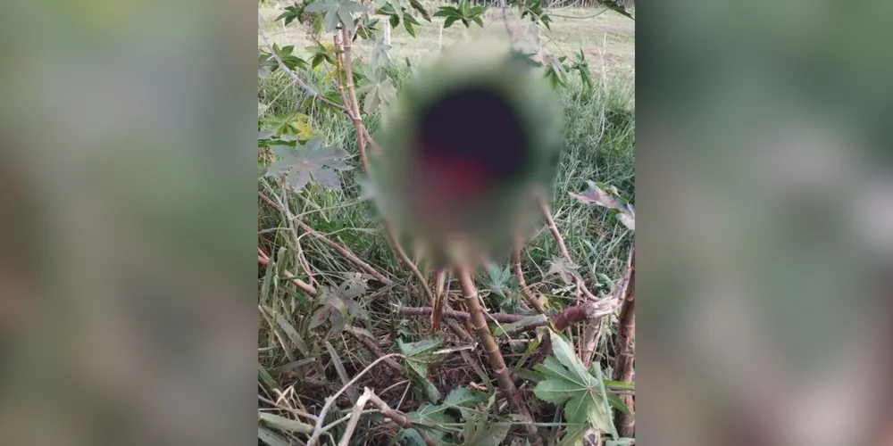 Polícia Federal investiga o caso