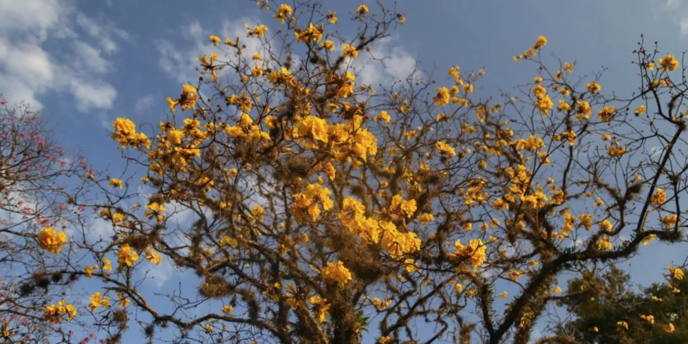 O Ipê-amarelo é o símbolo da estação primavera, encanta com suas flores douradas