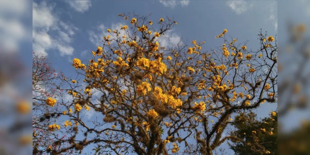 O Ipê-amarelo é o símbolo da estação primavera, encanta com suas flores douradas