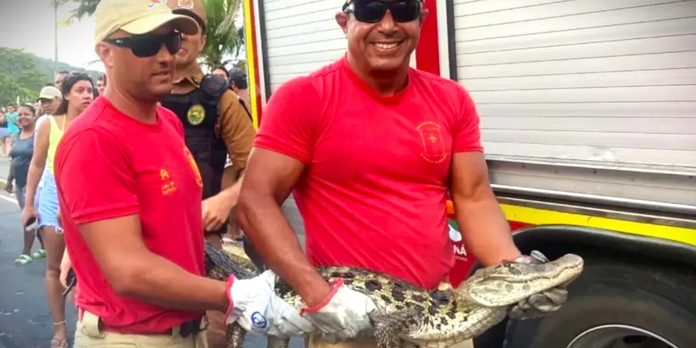 Corpo de Bombeiros realizou a captura do animal