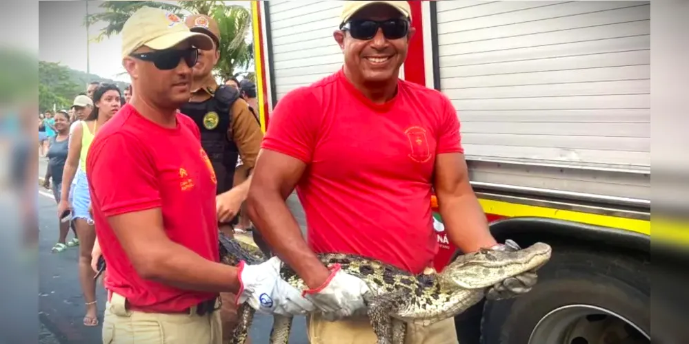 Corpo de Bombeiros realizou a captura do animal