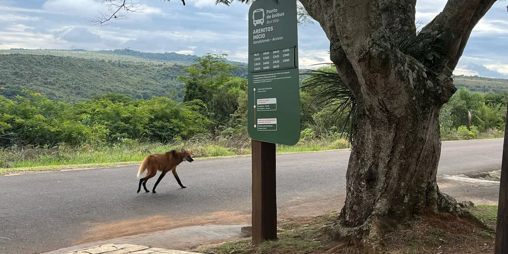 Um lobo-guará foi avistado no Parque Vila Velha, em Ponta Grossa