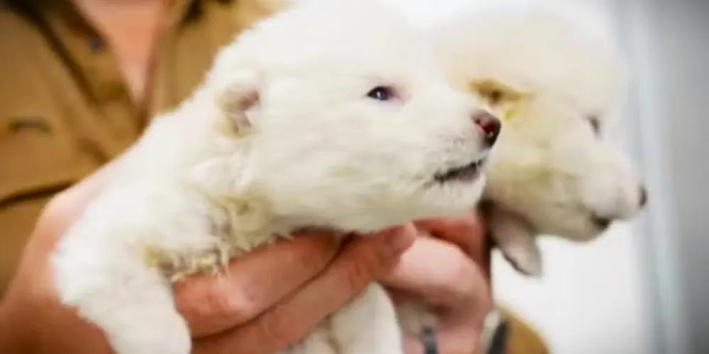 Remus e Romulus nasceram em 1º de outubro de 2024