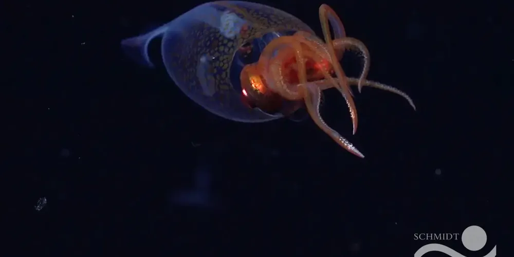 Primeiro registro confirmada da lula colossal (Mesonychoteuthis hamiltoni)