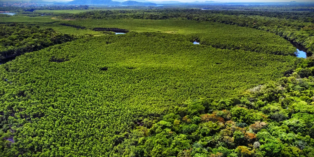 Em todo Estado, queda de desmatamento foi de 500 hectares