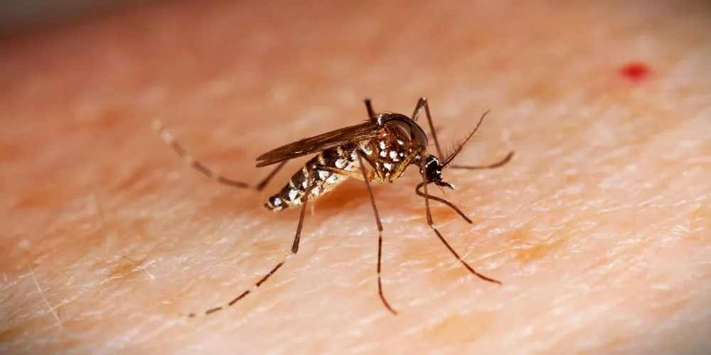 Novos casos de Chikungunya e Zika também foram registrados