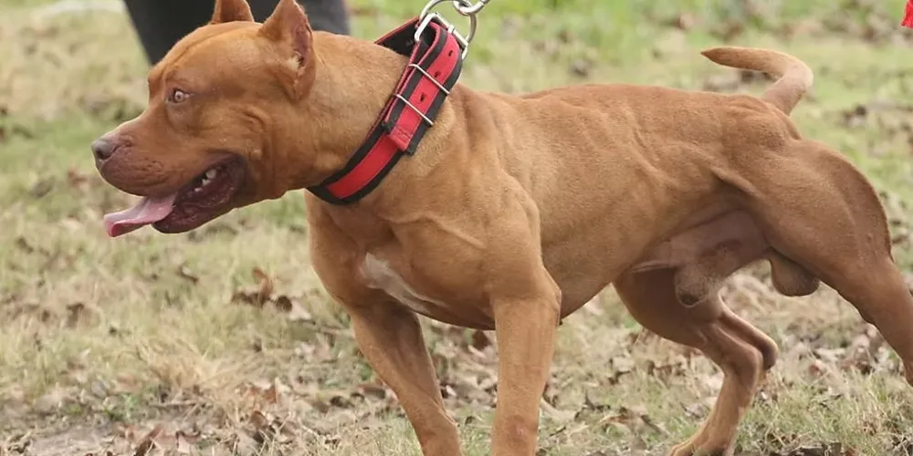 Projeto de Lei 4busca estabelecer  regras para a criação de cães de raças como pitbull, american stafforshire e mastim-napolitano
