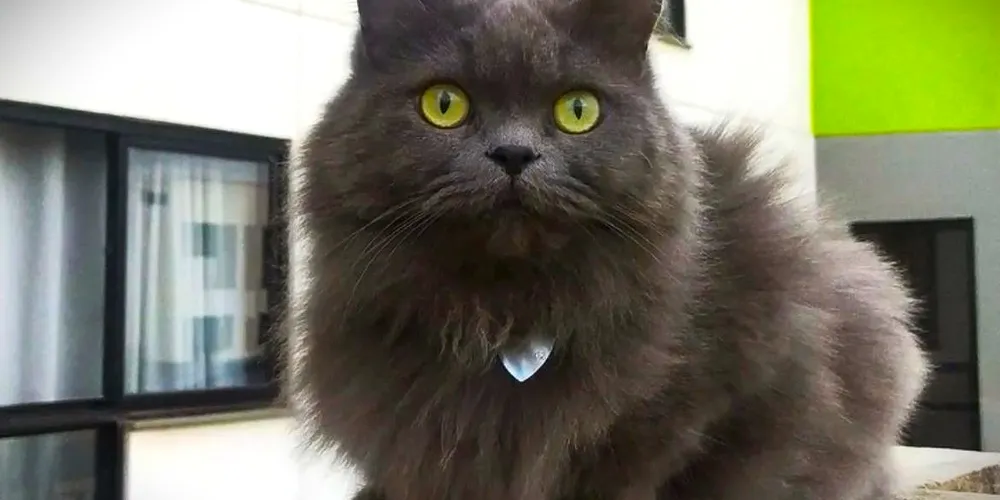 Ravena tem sete anos de vida