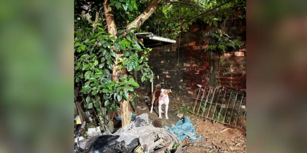 Cachorro atacou criança que estava com cuidadora enquanto a mãe trabalhava