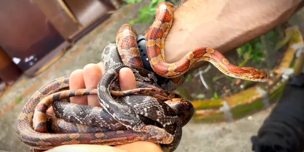 Animais foram recolhidos pela Polícia Civil do Paraná