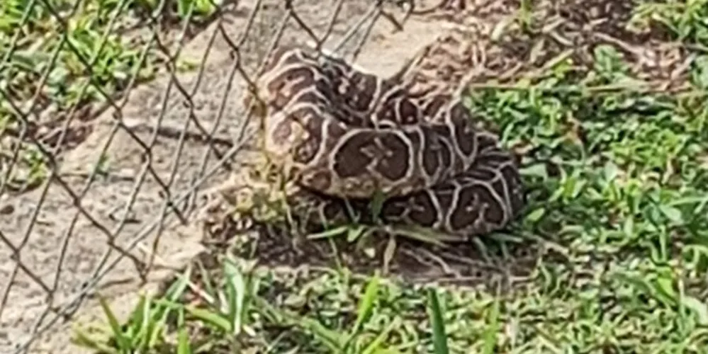 Corpo de Bombeiros deve ser acionado em casos como esse