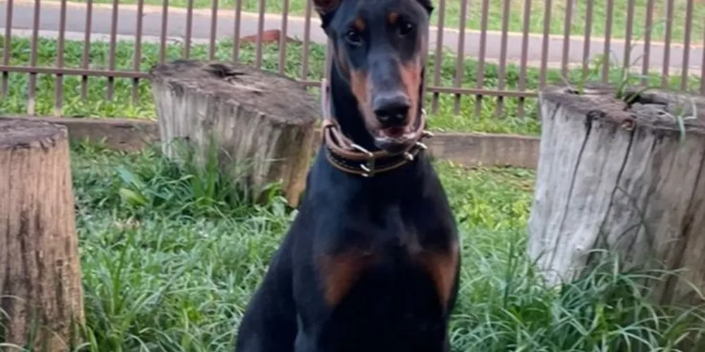 Cão realiza tratamento com medicação contínua