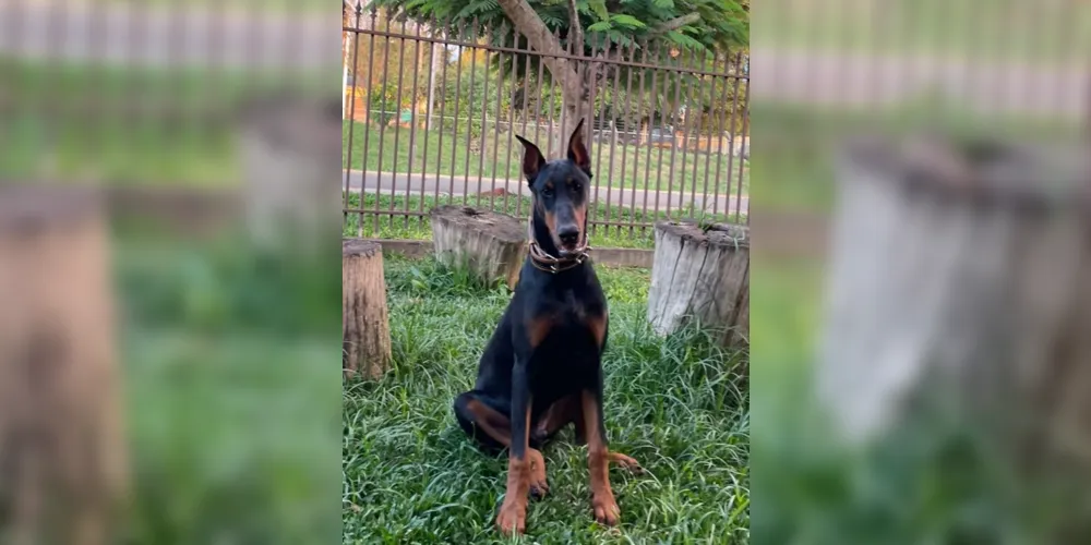 Cão realiza tratamento com medicação contínua