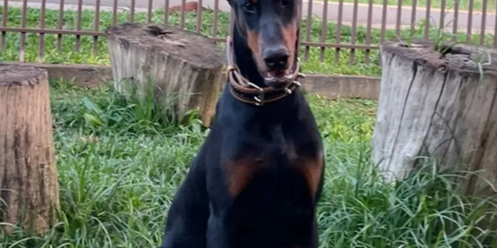 Cão realiza tratamento com medicação contínua