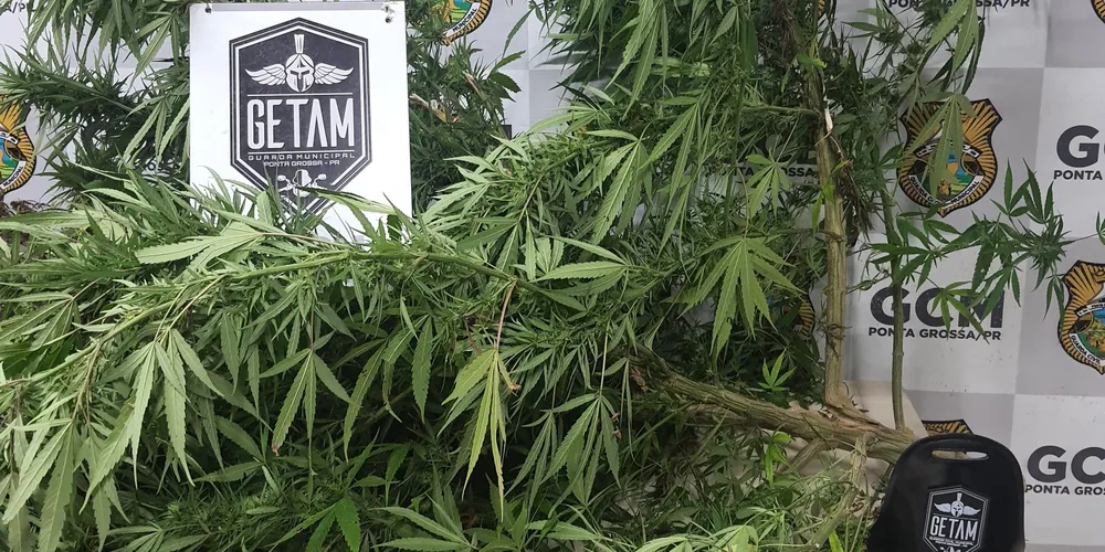 A planta foi encaminhada para a 13ª Subdivisão Policial de Ponta Grossa (13ª SDP).