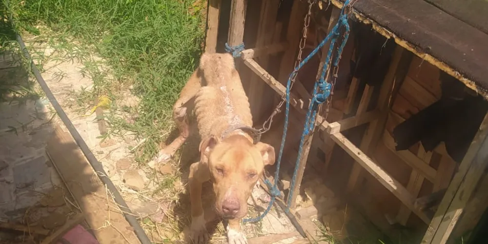 O animal estava com um ferimento próximo à cauda