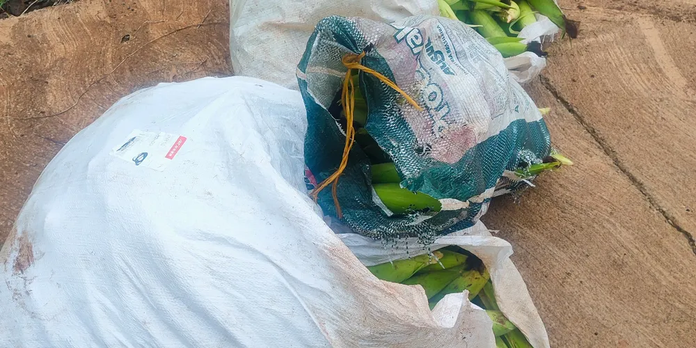 Os menores foram encontrados com os sacos ainda no local