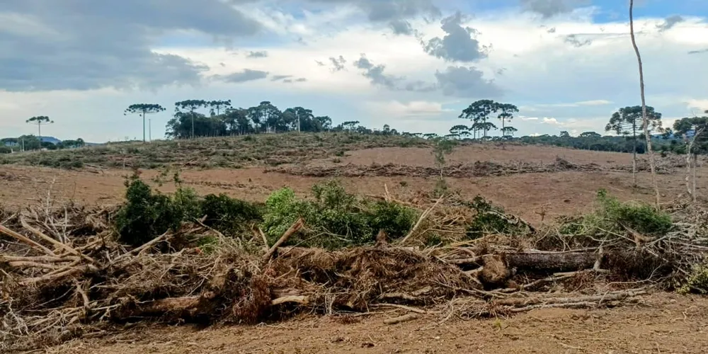 A área foi embargada, e o infrator responderá criminalmente pelos danos causados