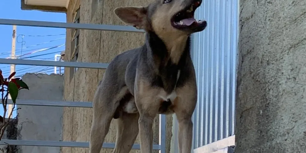 Família oferece recompensa para quem encontrar Lupi