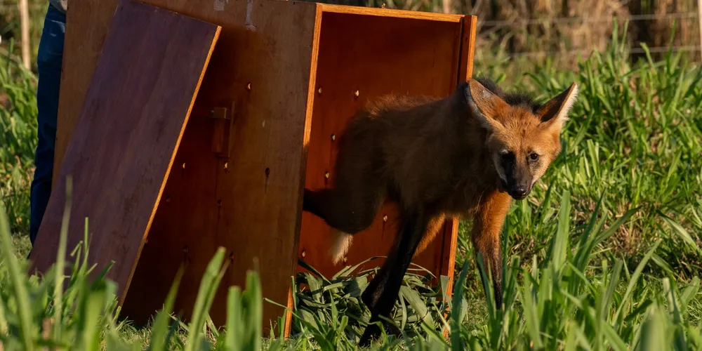 Lobo-guará sendo solto na natureza
