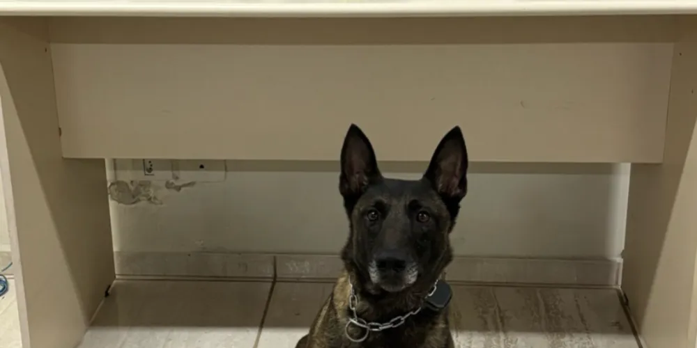 Os quatro suspeitos foram conduzidos até a 13ª SDP