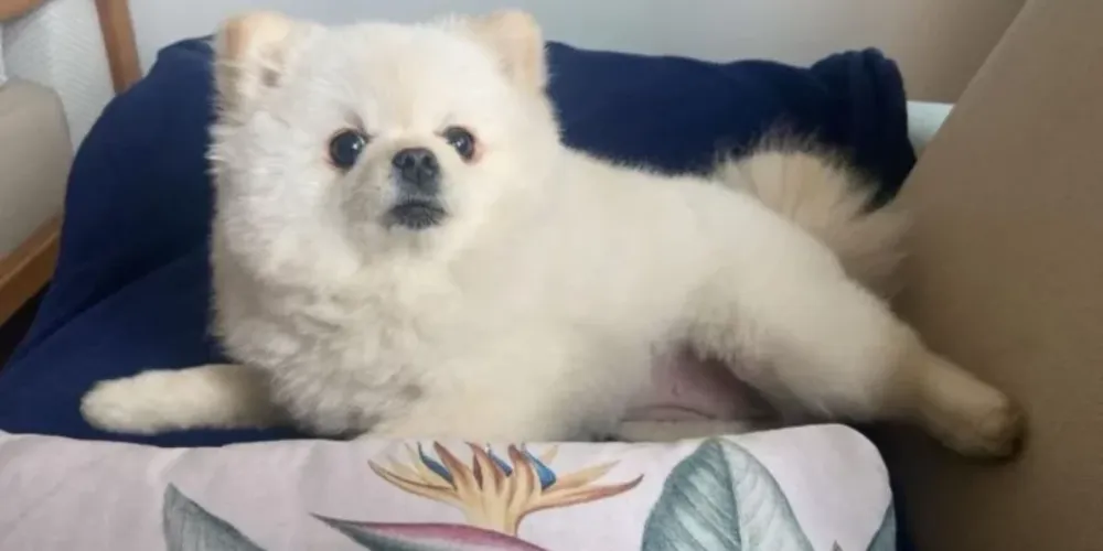 Pet tinha apenas três anos