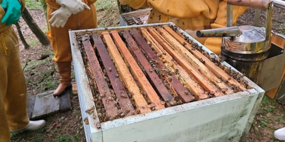 O Programa de Desenvolvimento da Apicultura e Meliponicultura reforça o compromisso da administração municipal com o desenvolvimento sustentável
