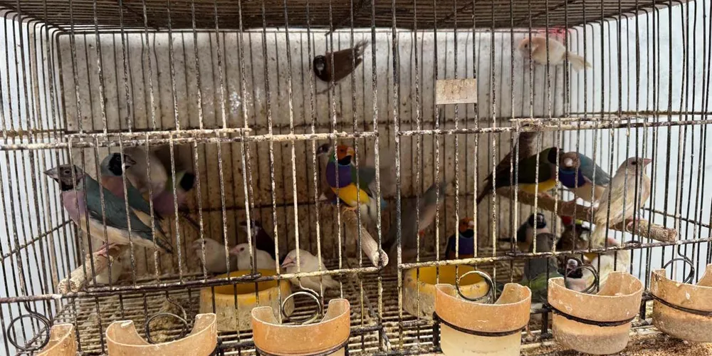 Cerca de 500 aves em situação mais crítica foram resgatadas e encaminhadas a um centro veterinário