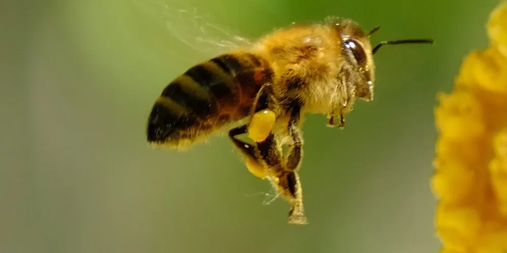 Os bombeiros precisaram usar água para conseguir chegar até a vítima
