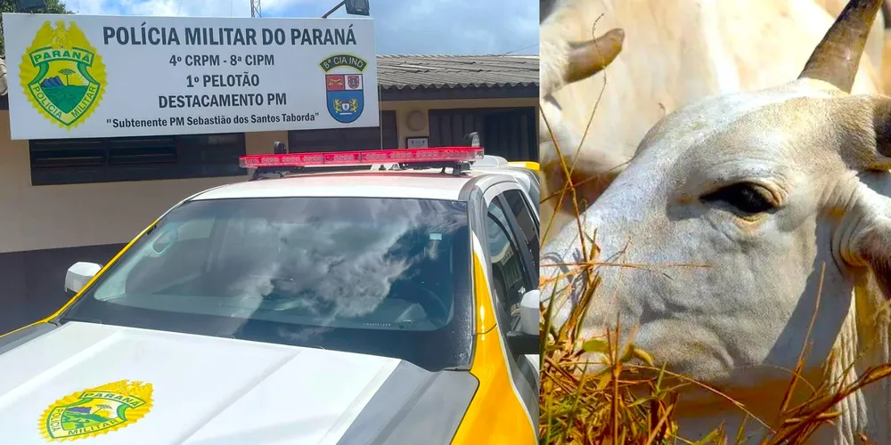 Polícia Militar de Inácio Martins realiza diligências para encontrar os animais