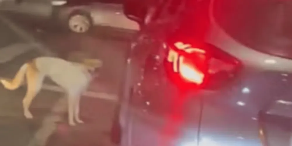 O animal correu atrás do veículo, mas sem sucesso