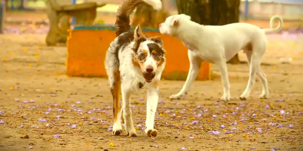 Conselho de Proteção aos animais é um órgão deliberativo