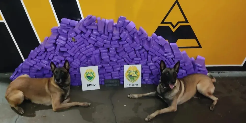 A apreensão de quase 240 quilos de maconha ocorreu em Rolândia