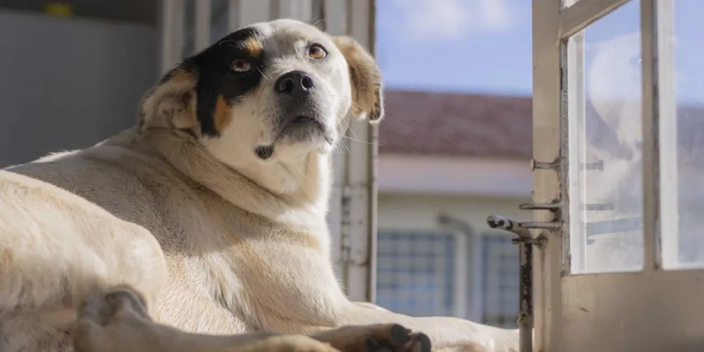 O bazar terá itens como sapatos e bolsas