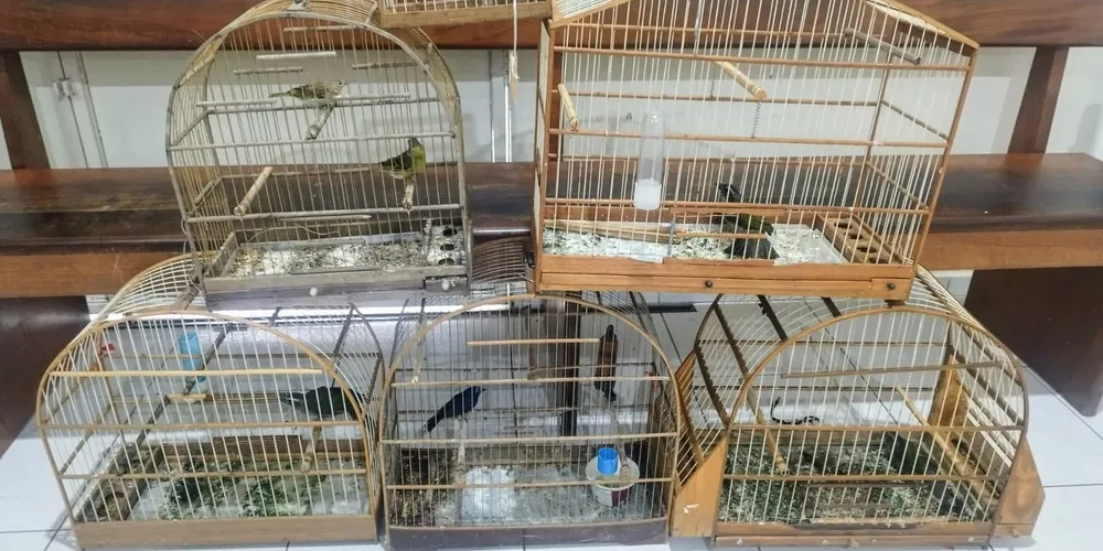 Policiais localizaram com o suspeito sete pássaros nativos das espécies azulão, trinca ferro, canário da terra e coleirinha, mantidos em cativeiro