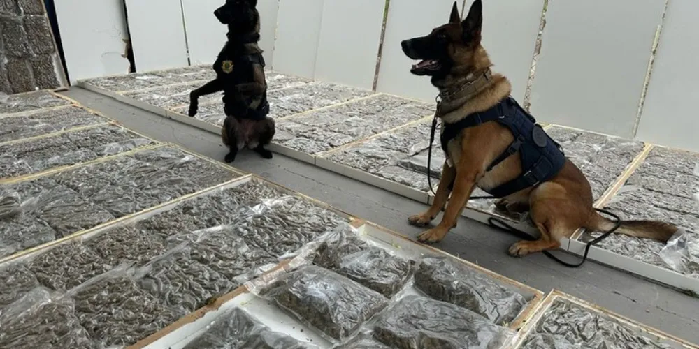 Operação contou com o auxílio de cães farejadores