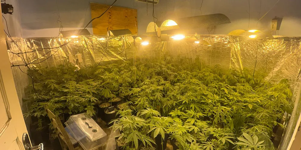 Centenas de pés de maconha foram localizados pela PM